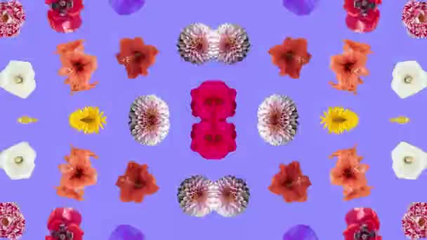 Hipnotyczny Lustrzany Wzór Wykonany Różnych Kwiatów Wycinanki — Wideo stockowe