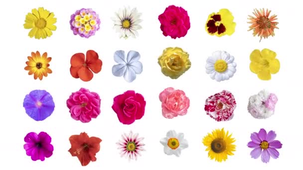 Abstrakcyjna Zmiana Sekwencji Różnych Kwiatów Wycinanka Tapety — Wideo stockowe