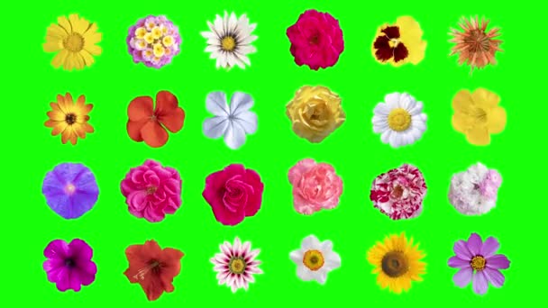 Abstraktní Měnící Posloupnost Různých Květin Střih Zelené Obrazovce — Stock video