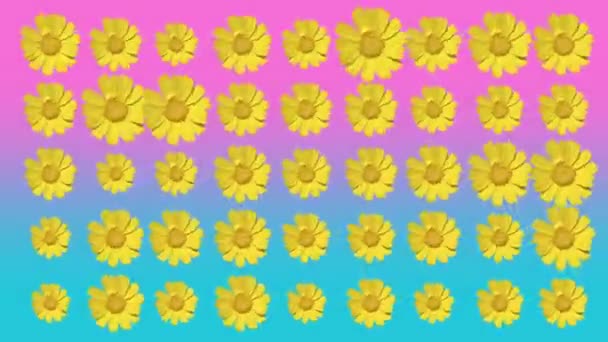 Daisy Blomster Udskæring Lyserød Blå Baggrund – Stock-video