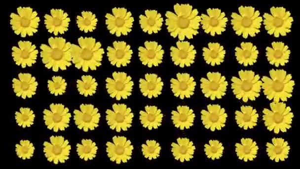 Daisy Flowers Cutout Black Background — Stock Video