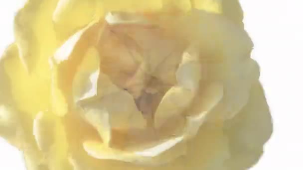 Hypnotický Zrcadlový Vzor Různých Květin Střih — Stock video