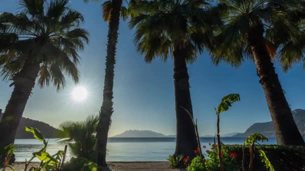 在日出时分透过棕榈树拍出美丽的海滩和海岸 — 图库视频影像