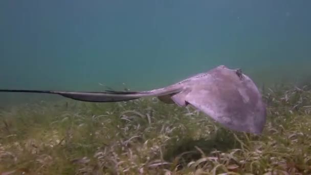 Μια Manta Ray Υποβρύχια Γυρίστηκε Στη Μεξικανική Καραϊβική Θάλασσα — Αρχείο Βίντεο