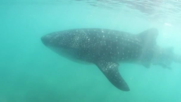 Podwodny Strzał Rekina Wieloryba Największej Świecie Ryby — Wideo stockowe