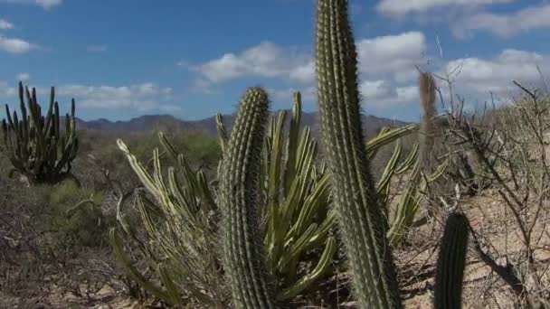 Tempo Lapso Bela Paisagem Deserto Baja Califórnia Sur México — Vídeo de Stock