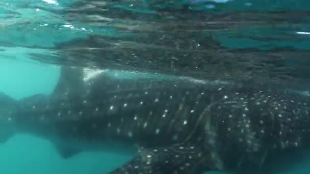 Dünyanın Büyük Balığı Olan Balina Köpekbalığının Sualtı Çekimi — Stok video