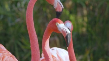 Bir grup pembe flamingo yaklaşıyor. 