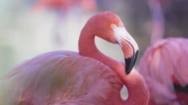 Bir grup pembe flamingo yaklaşıyor. 