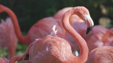Bir grup pembe flamingo yaklaşıyor. 