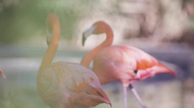 Bir grup pembe flamingo yaklaşıyor. 