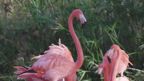Groupe Flamants Roses Gros Plan — Video