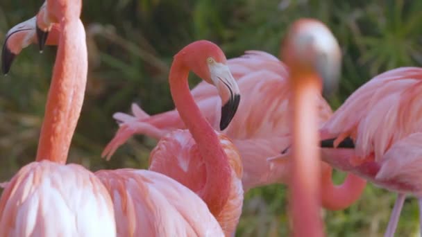 Groep Roze Flamingo Close — Stockvideo