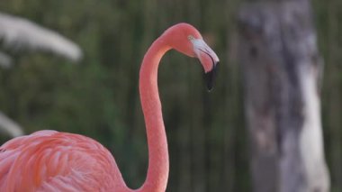 Bir grup pembe flamingo yaklaşıyor. 