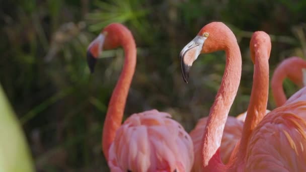 Grupp Rosa Flamingos Närbild — Stockvideo