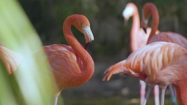 Grupa Różowy Flamingi Zbliżenie — Wideo stockowe