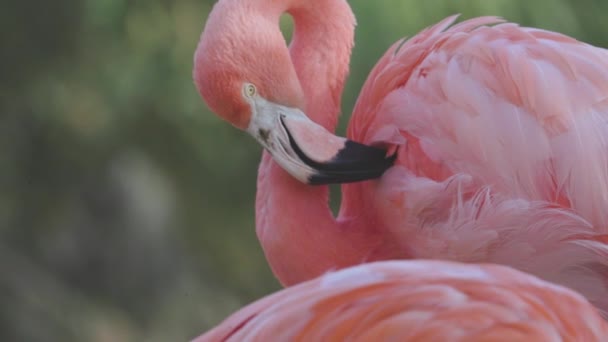 Grupa Różowy Flamingi Zbliżenie — Wideo stockowe