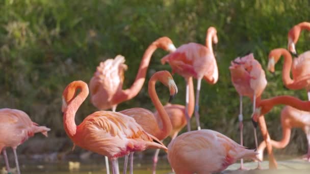 Group Pink Flamingos Close — Stock Video