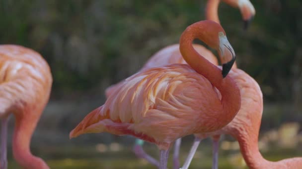 Csoport Rózsaszín Flamingók Közelről — Stock videók
