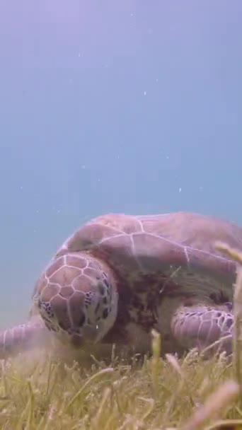 로거헤드 거북이는 수직으로 멕시코의 수중에서 촬영했습니다 — 비디오