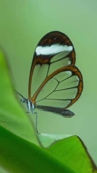 Schöne Glasschaukel Schmetterling Der Natur Auf Einer Pflanze Der Senkrechten — Stockvideo
