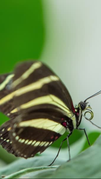 Belle Verrière Papillon Dans Nature Sur Une Plante Vertical — Video