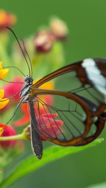 Schöne Glasschaukel Schmetterling Der Natur Auf Einer Pflanze Der Senkrechten — Stockvideo
