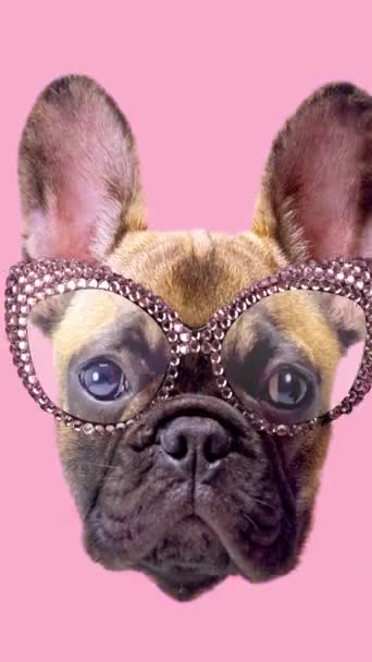Corte Cabeza Lindo Perrito Bulldog Francés Con Gafas Vertical — Vídeo de stock