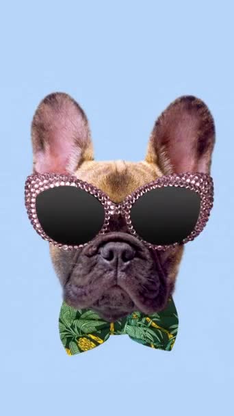 Corte Cabeza Lindo Perrito Bulldog Francés Con Gafas Vertical — Vídeos de Stock
