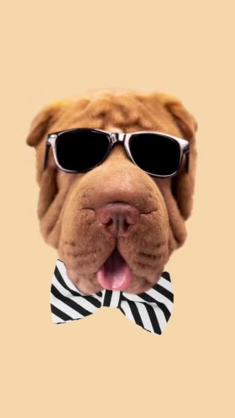 Recorte Cabeça Cão Bonito Shar Pei Vestindo Óculos Escuros Vertical — Vídeo de Stock
