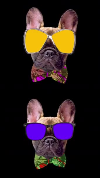 Výstřih Hlavy Roztomilého Štěněte Francouzský Buldok Pes Nosí Brýle Svislé — Stock video
