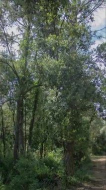 Ormandaki ağaçların arasından dikey gökyüzü