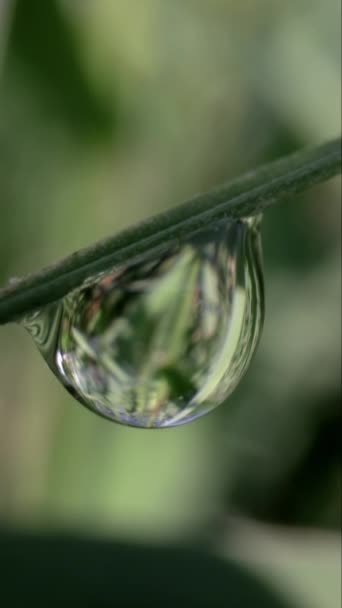 Extreme Close Footage Sunlight Shinning Dew Drops Wet Morning Green — Stock Video