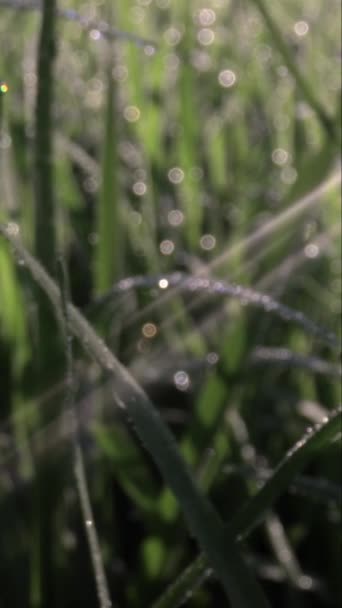 Extreme Close Footage Sunlight Shinning Dew Drops Wet Morning Green — Stock Video