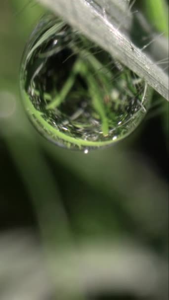 在潮湿的晨绿草地上 垂直地照在露珠上的极端特写镜头 — 图库视频影像
