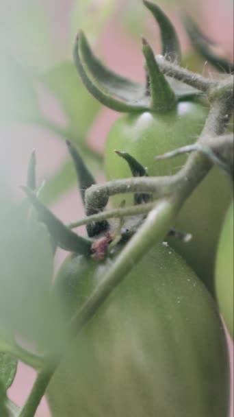 Ωρίμανση Τομάτας Αμπέλι Λαχανόκηπο Που Συγκομίζεται Κατακόρυφα — Αρχείο Βίντεο