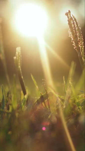 Luz Del Sol Tarde Brillando Sobre Hierba Verde Cerca Vertical — Vídeo de stock