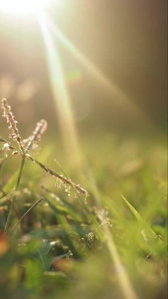 Luz Del Sol Tarde Brillando Sobre Hierba Verde Cerca Vertical — Vídeo de stock