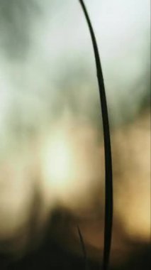 Öğleden sonra yeşil çimlerin üzerinde parlayan güneş ışığı dikey olarak yaklaş.