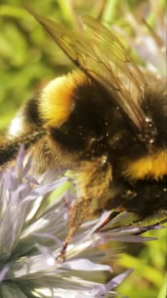 Закрыть Макро Пленку Пчелы Диком Шаровом Цветке Собирающем Нектар Вертикальном — стоковое видео