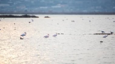 Flamingolar kışın sığ delta sularında dururlar