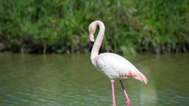 Flamingolar kışın sığ delta sularında dururlar
