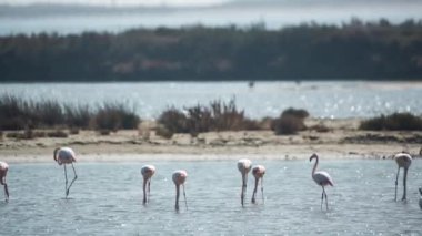 Flamingolar kışın sığ delta sularında dururlar