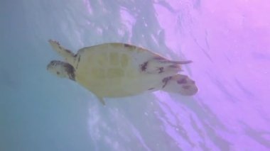 kaplumbağası, su altında Meksika'da çekildi