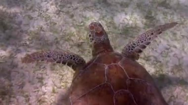 kaplumbağası, su altında Meksika'da çekildi