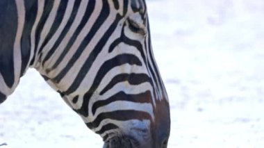 Safari alanında bir zebra.