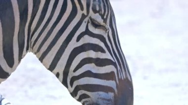 A zebra in a safari landscape