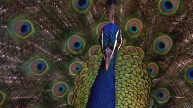 Egzotik Tavus kuşu tüyü sonuna kadar açık