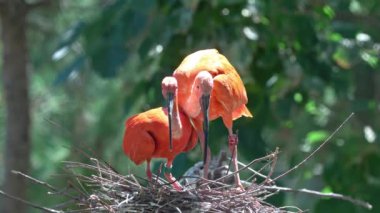 Kızıl aynalı kuş yaklaş.