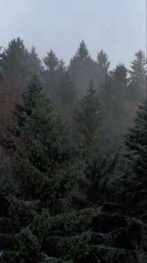 Kara Orman 'ın üzerinden dikey olarak Almanya' da havadan çekilmiş.